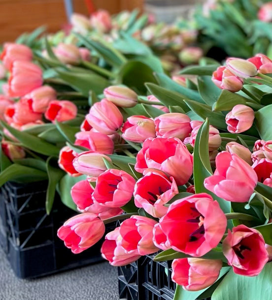 Tulip Bucket (50 Stems)