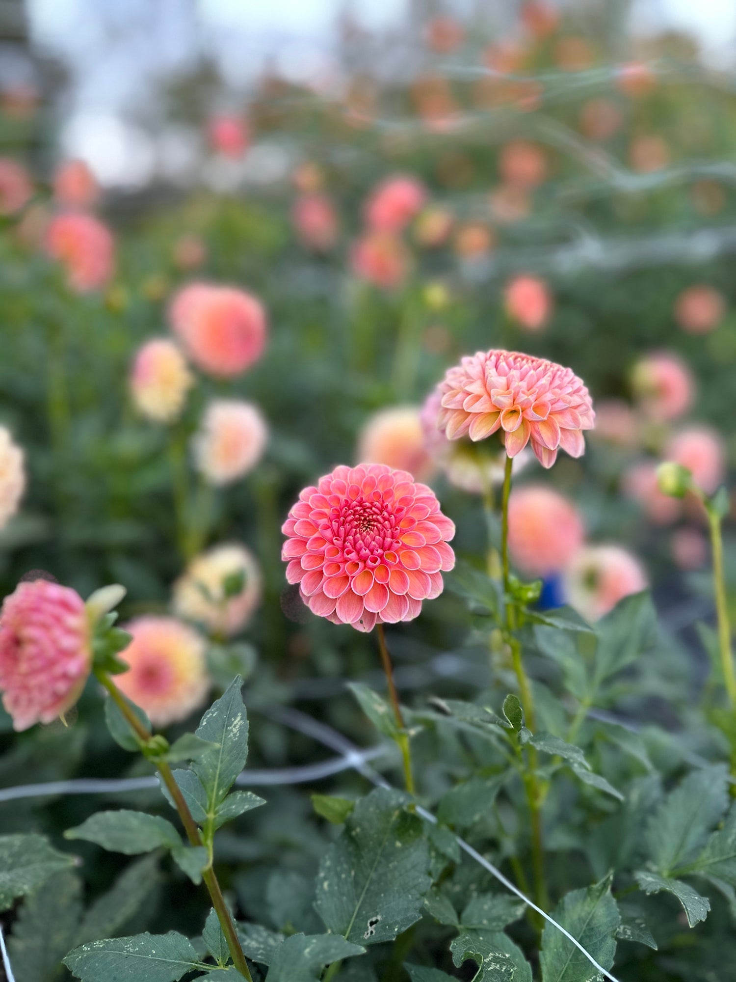 Dahlia Buckets