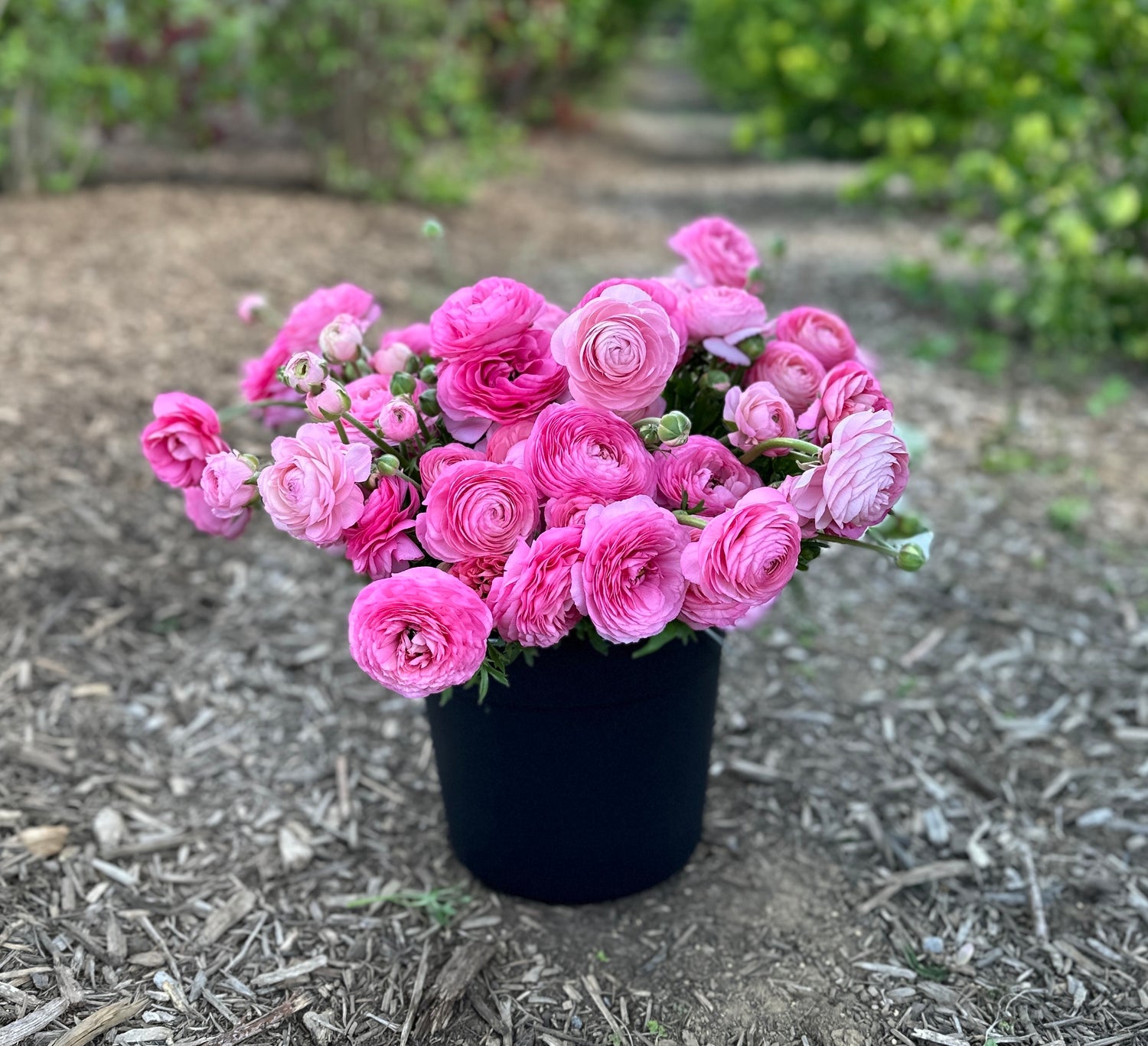 Bloom Buckets