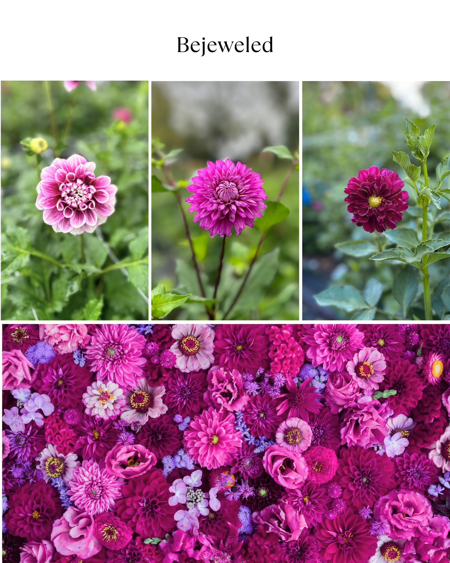 Bucket: Mixed Dahlias (50 Stems)