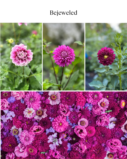Bucket: Mixed Dahlias (50 Stems)
