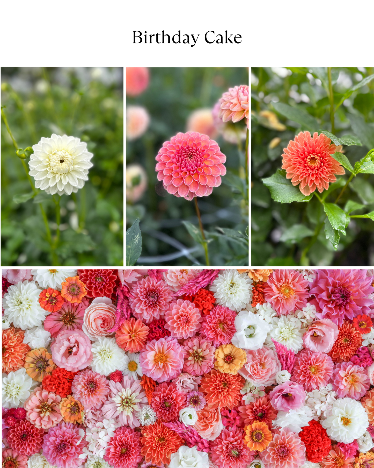Bucket: Mixed Dahlias (50 Stems)
