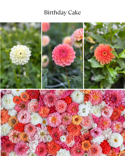 Bucket: Mixed Dahlias (50 Stems)