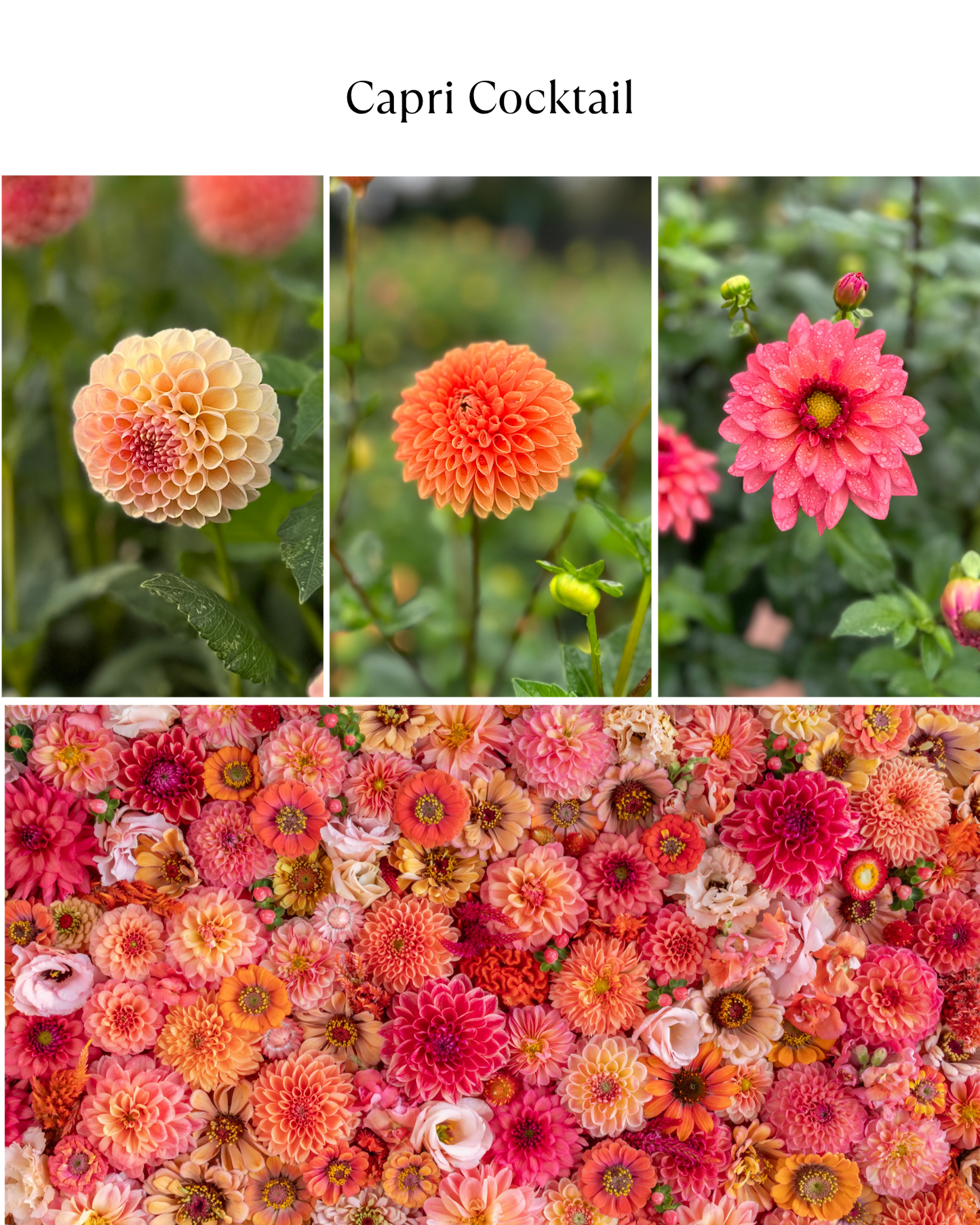Bucket: Mixed Dahlias (50 Stems)