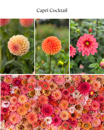 Bucket: Mixed Dahlias (50 Stems)