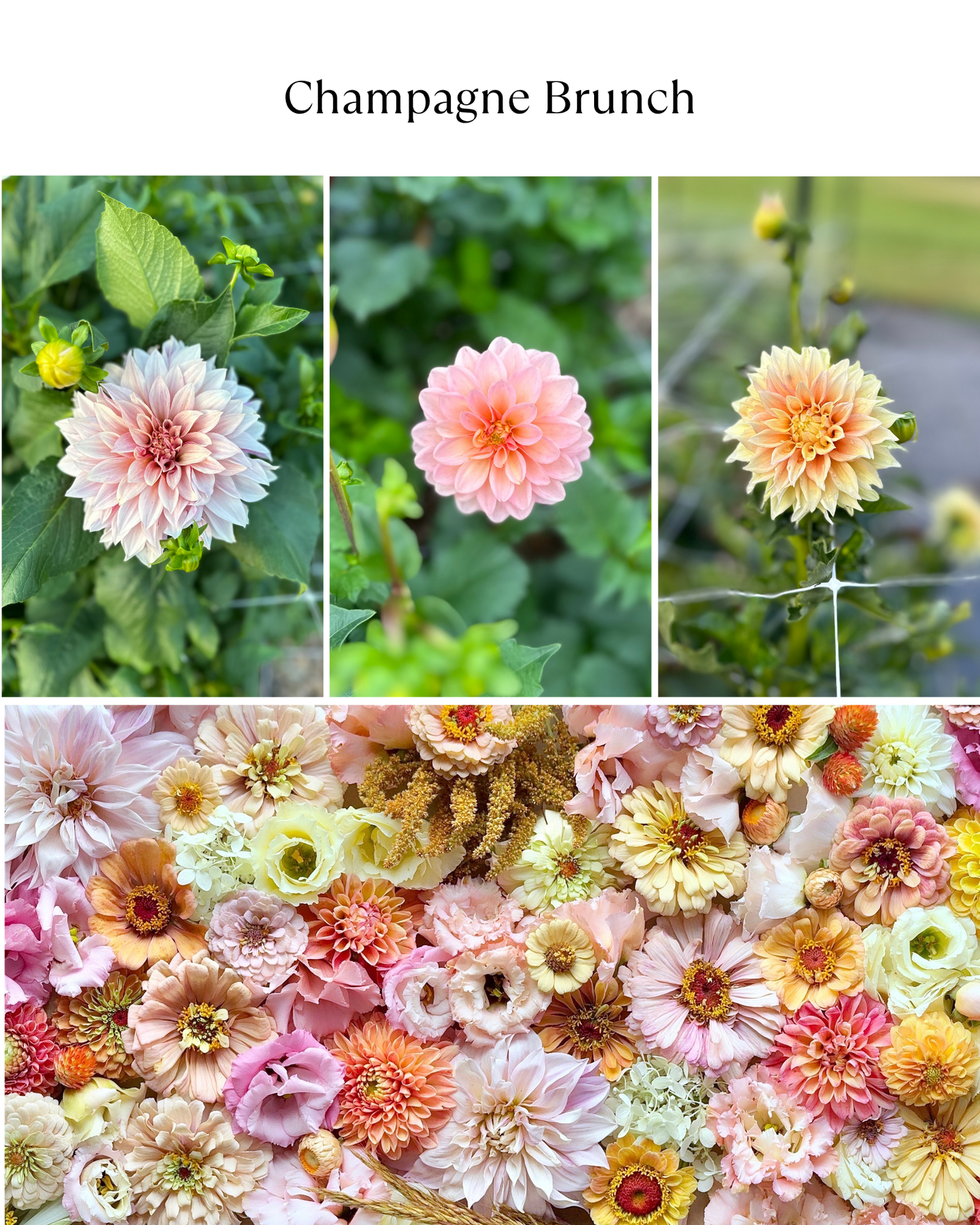 Bucket: Mixed Dahlias (50 Stems)