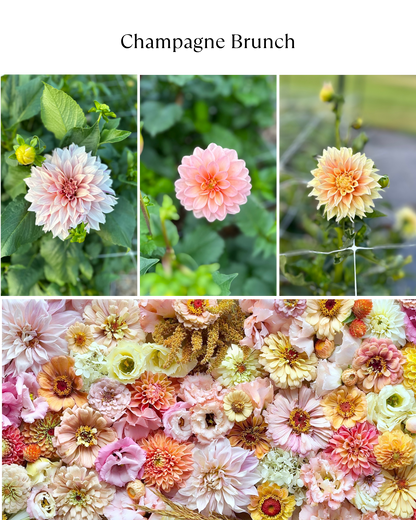 Bucket: Mixed Dahlias (50 Stems)