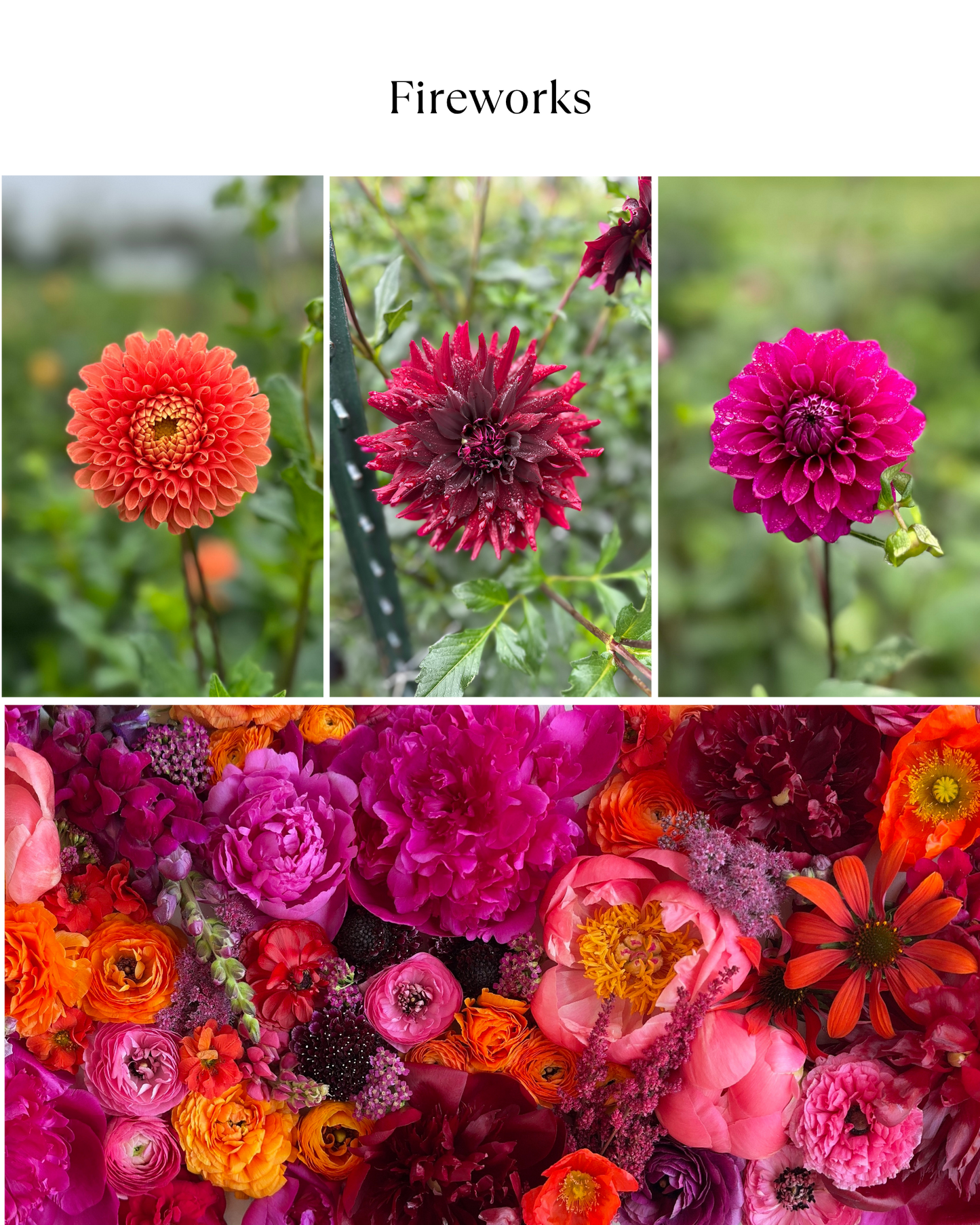 Bucket: Mixed Dahlias (50 Stems)