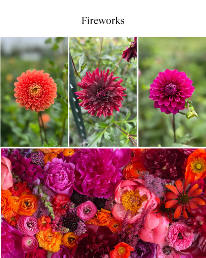 Bucket: Mixed Dahlias (50 Stems)