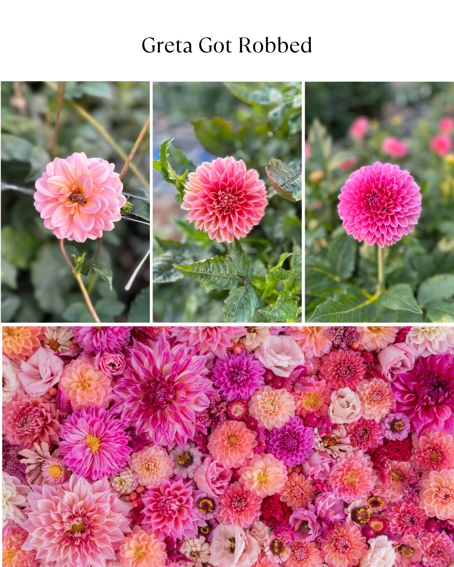 Bucket: Mixed Dahlias (50 Stems)