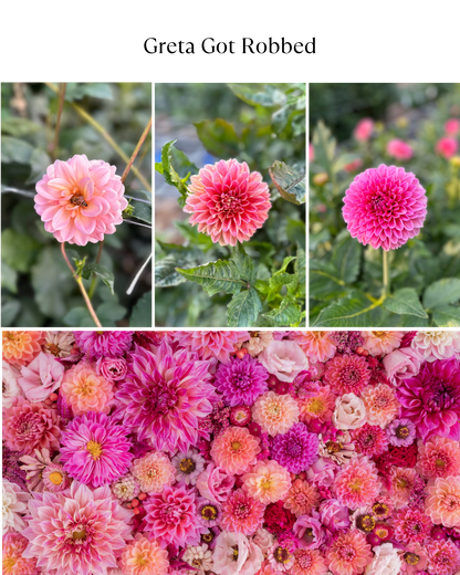Bucket: Mixed Dahlias (50 Stems)