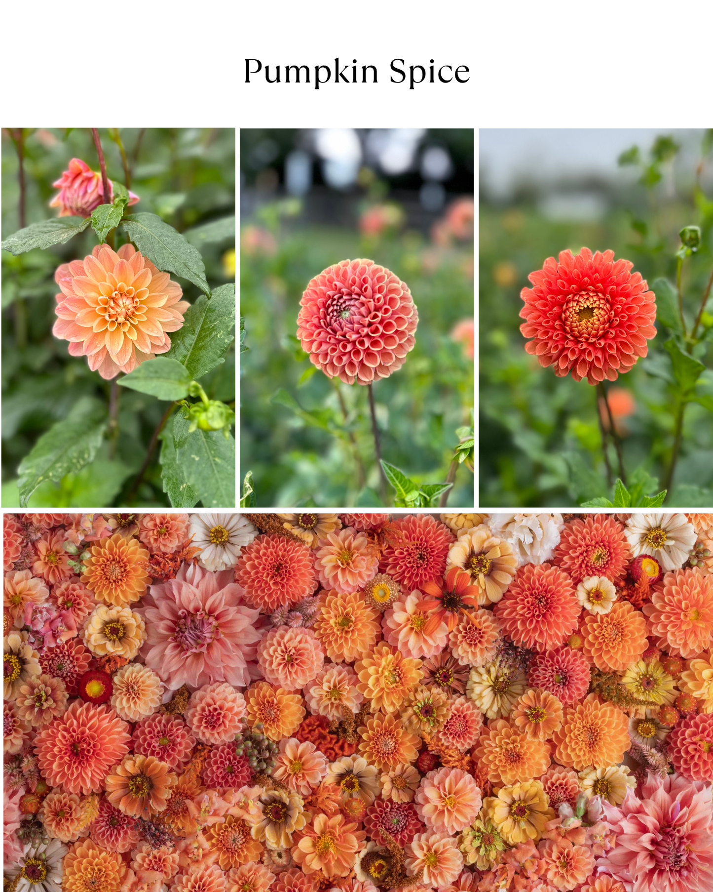 Bucket: Mixed Dahlias (50 Stems)