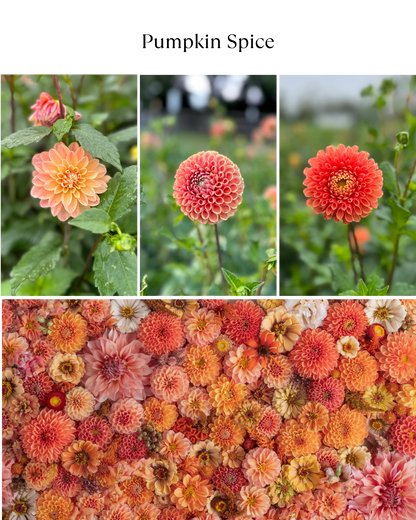 Bucket: Mixed Dahlias (50 Stems)