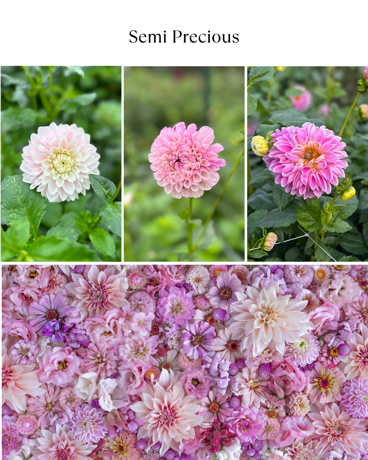 Bucket: Mixed Dahlias (50 Stems)