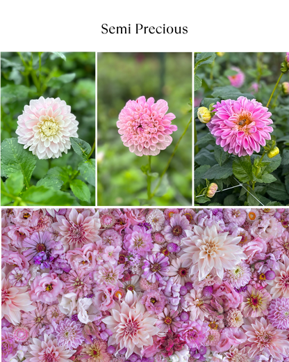 Bucket: Mixed Dahlias (50 Stems)