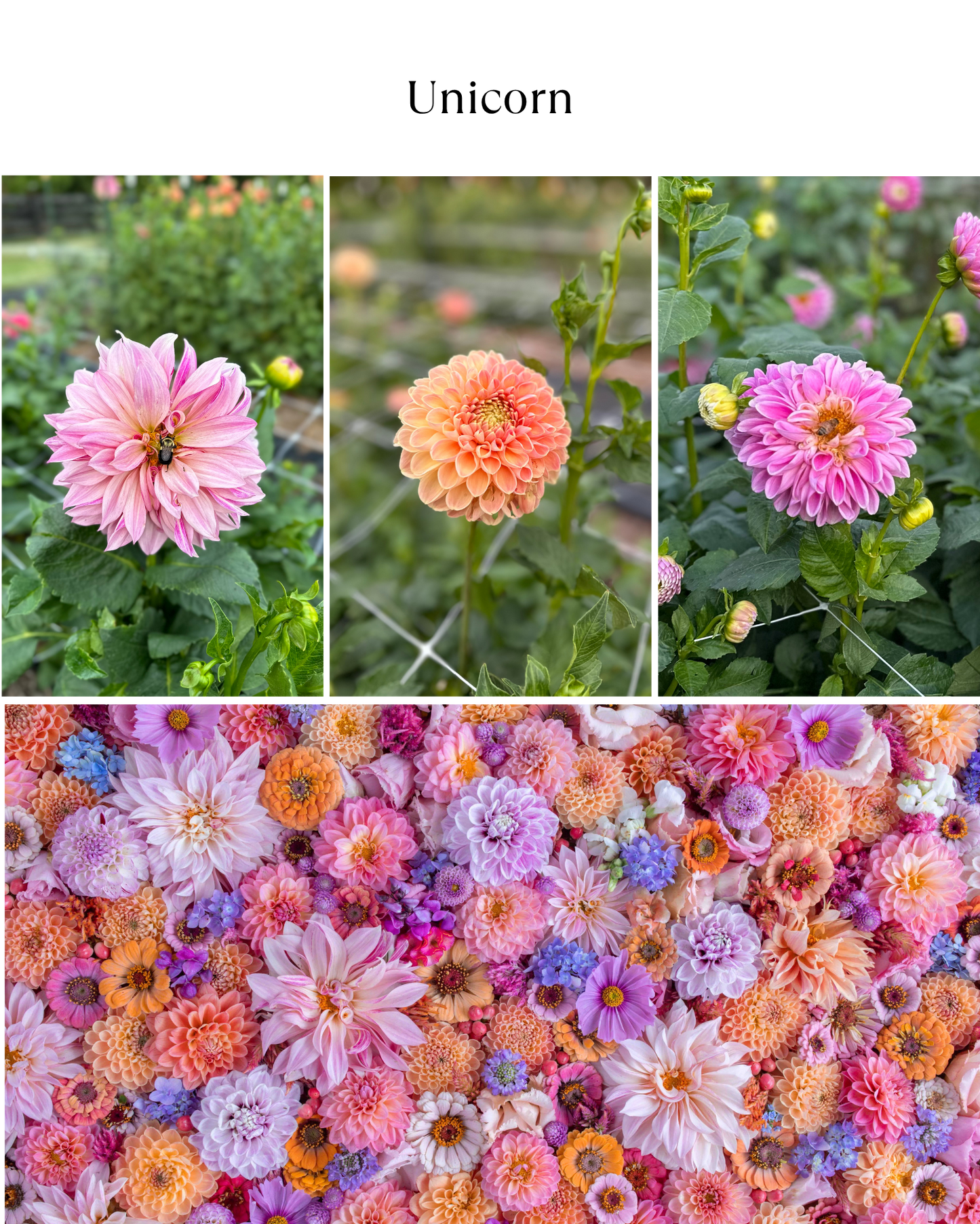 Bucket: Mixed Dahlias (50 Stems)