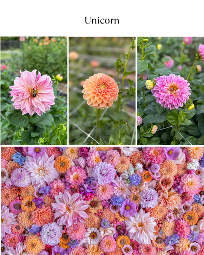 Bucket: Mixed Dahlias (50 Stems)
