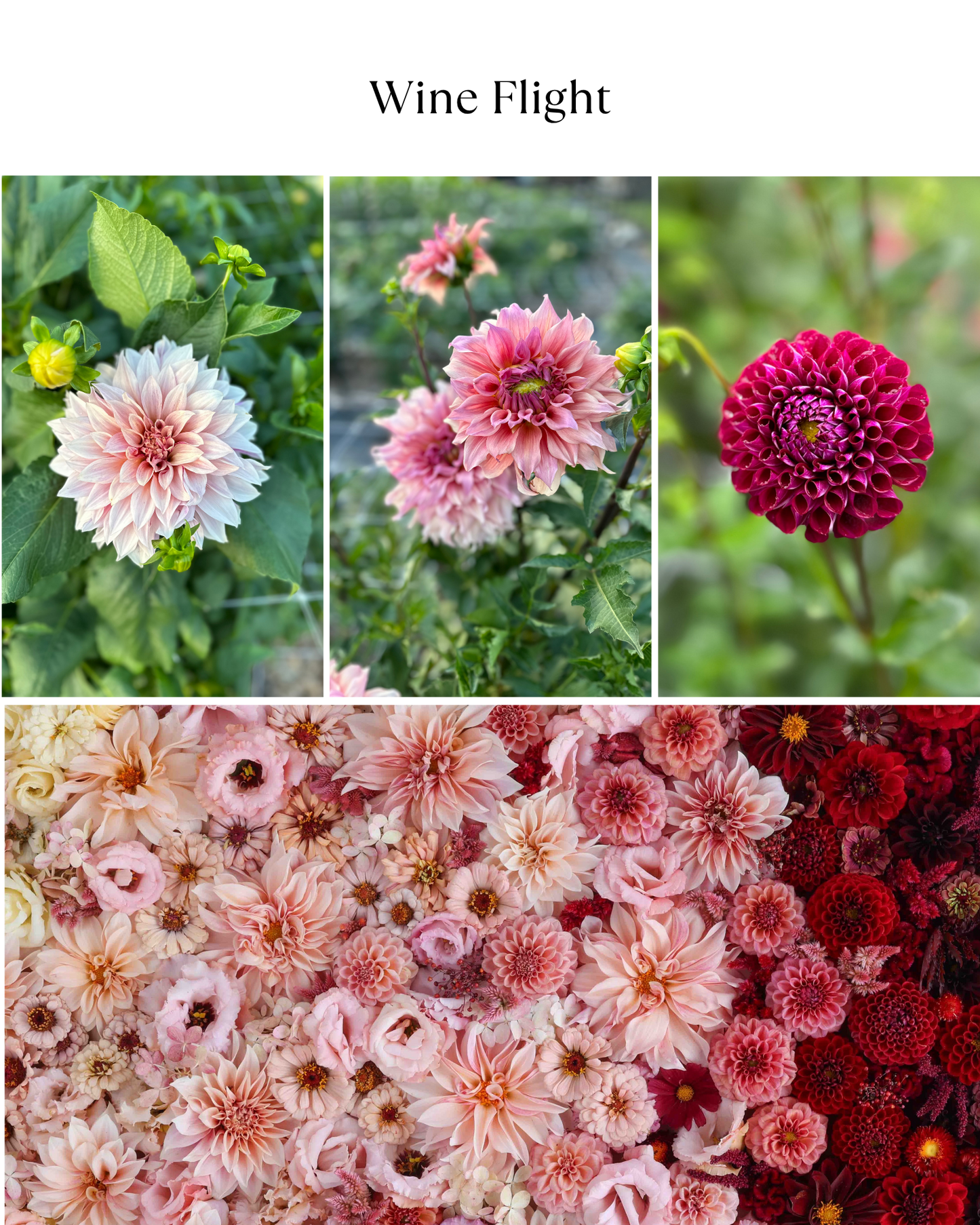Bucket: Mixed Dahlias (50 Stems)