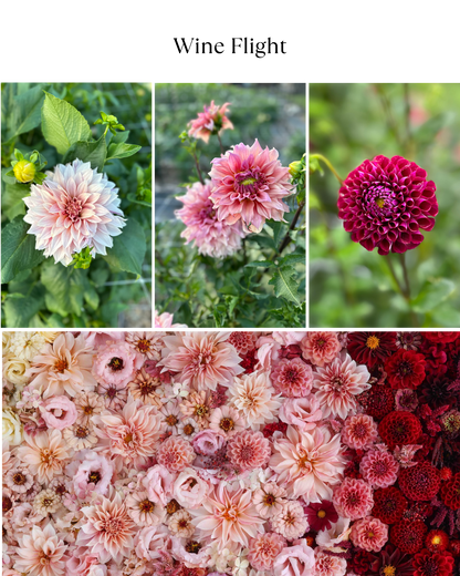 Bucket: Mixed Dahlias (50 Stems)