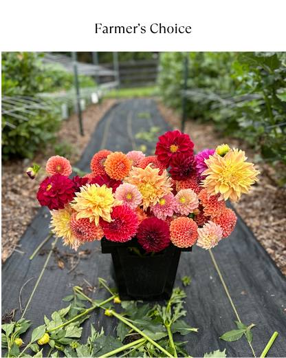 Bucket: Mixed Dahlias (50 Stems)