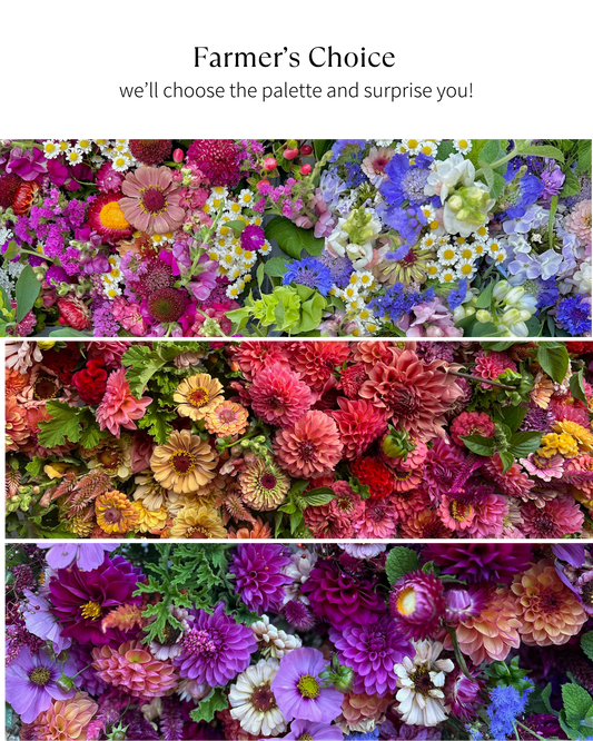 Bloom Bucket: Flower Farmer's Choice (50 Stems)