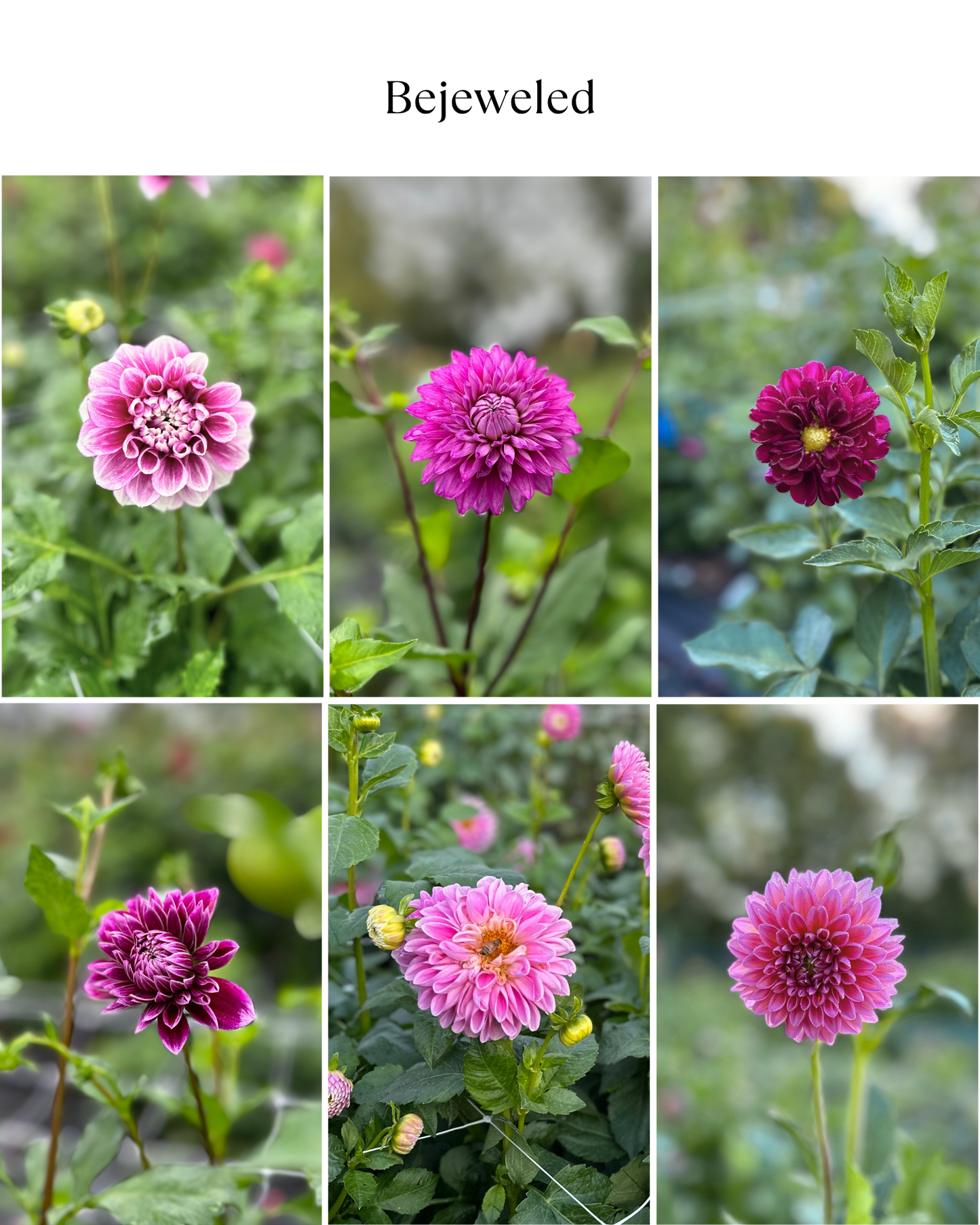 Dahlia Bucket: Bejeweled (50 Stems)