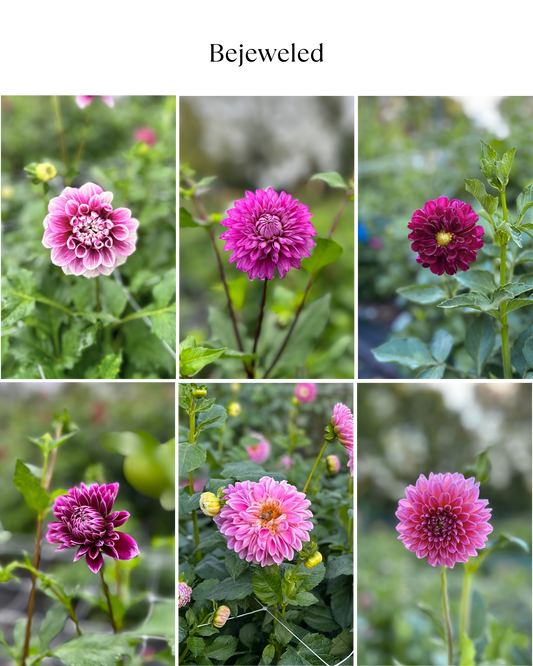 Dahlia Bucket: Bejeweled (50 Stems)