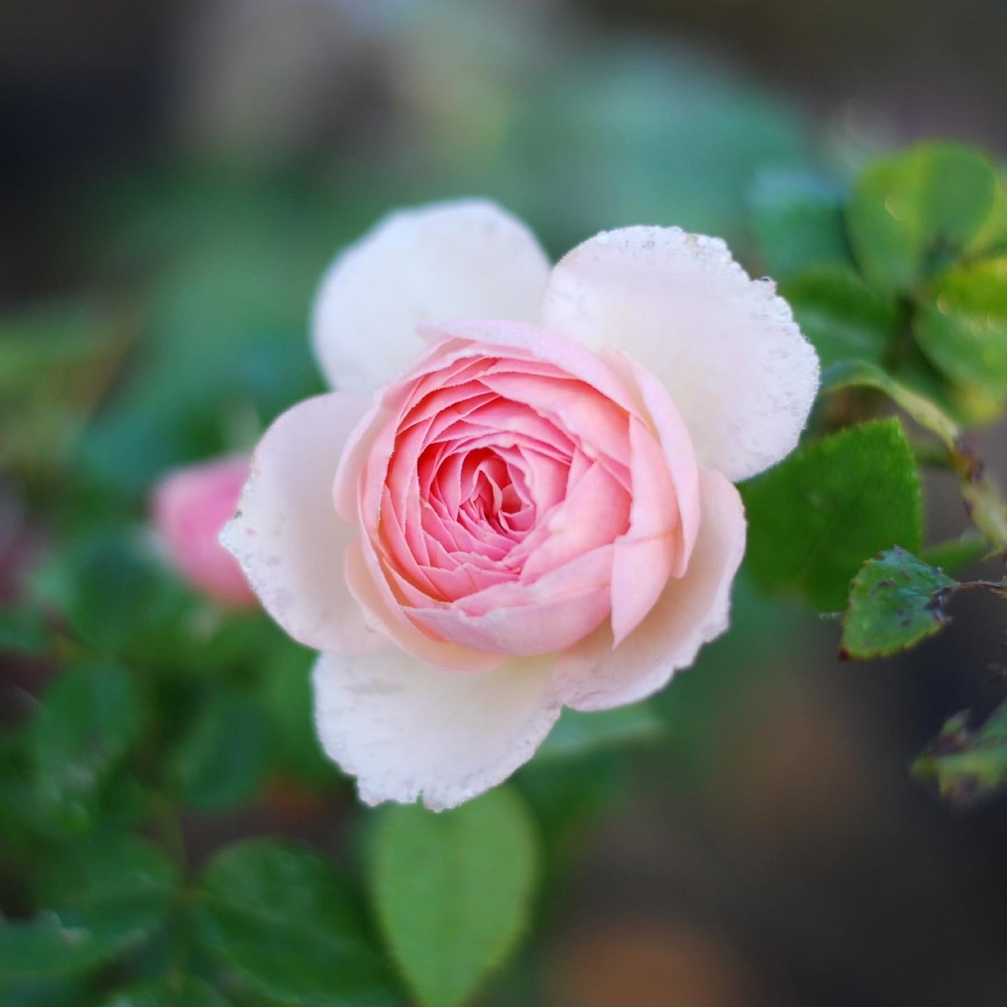9 Weeks of The Weekly Bloom (April 2 - May 28)