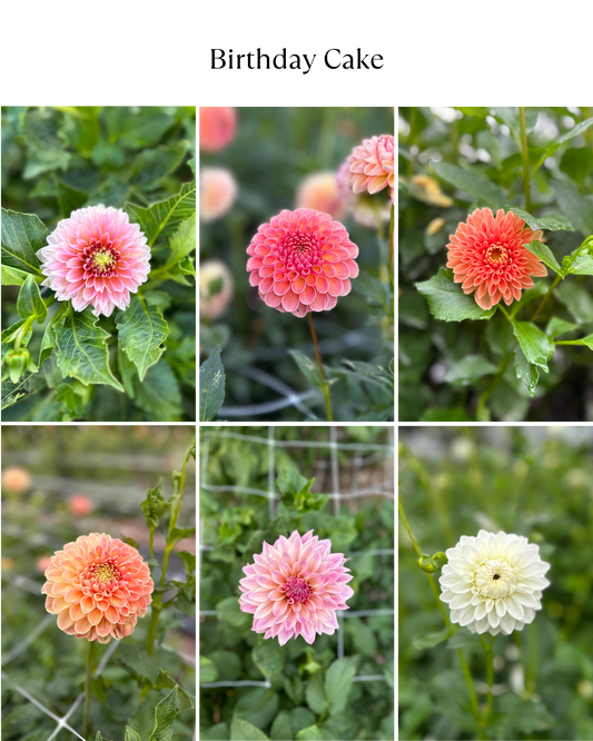 Dahlia Bucket: Birthday Cake (50 Stems)