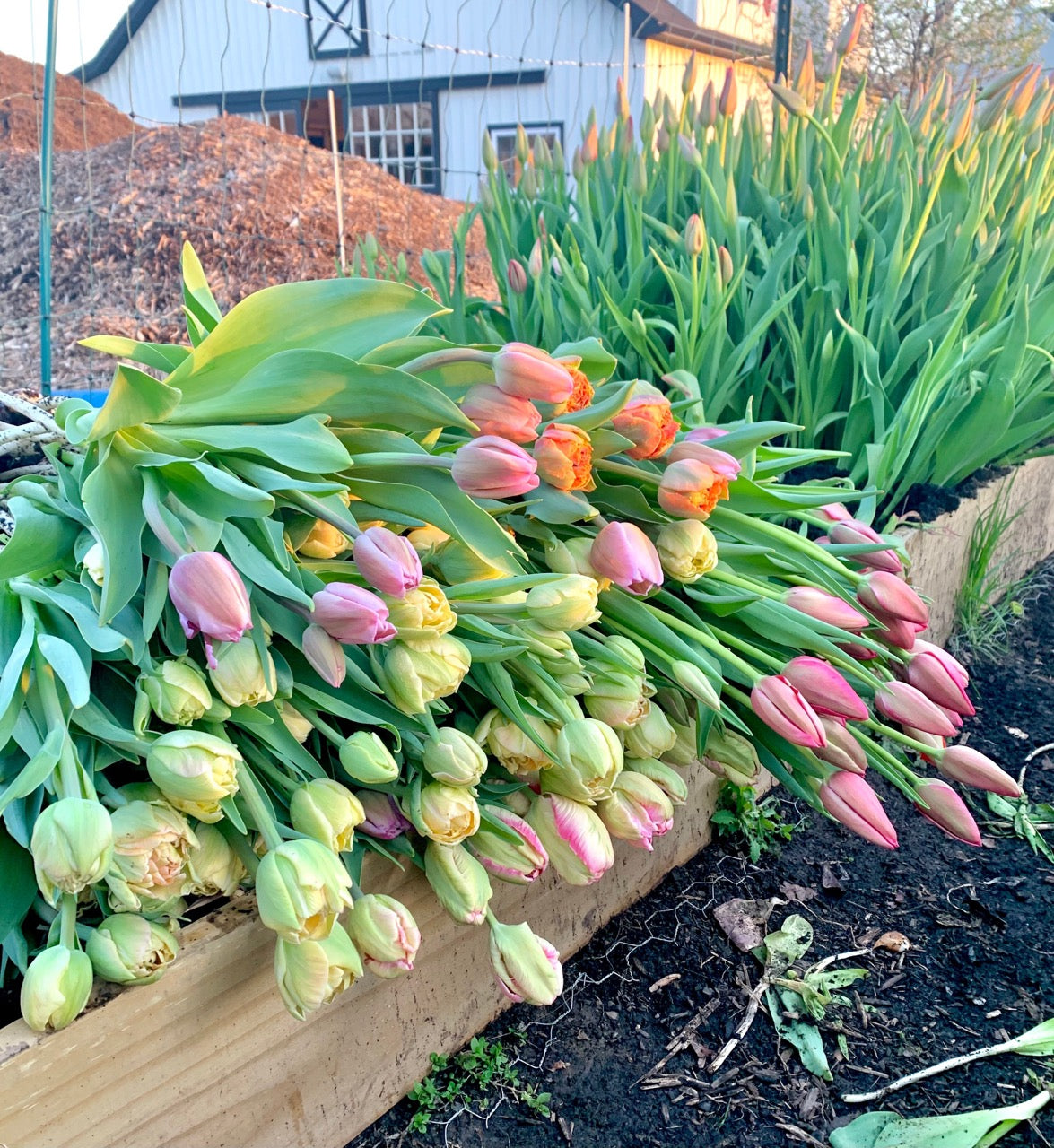 Tulip Bucket (50 Stems)