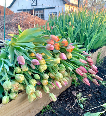 Tulip Bucket (50 Stems)