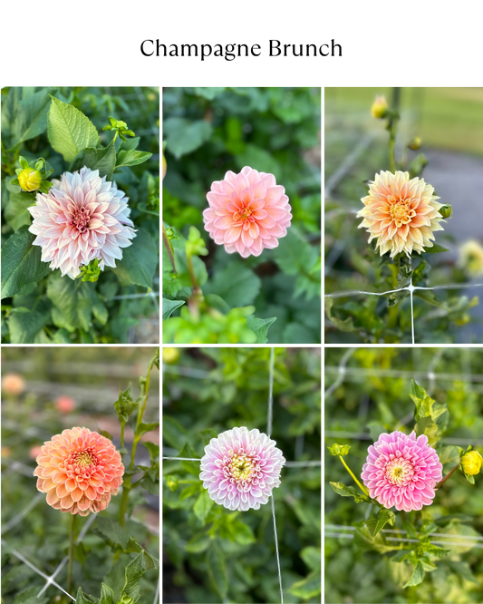 Dahlia Bucket: Champagne Brunch (50 Stems)