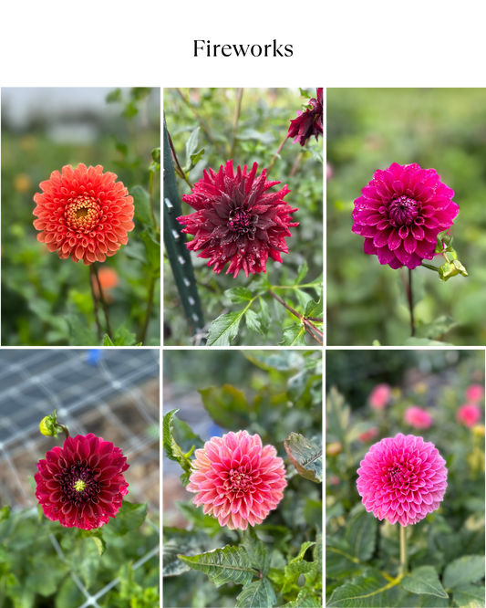 Dahlia Bucket: Fireworks (50 Stems)