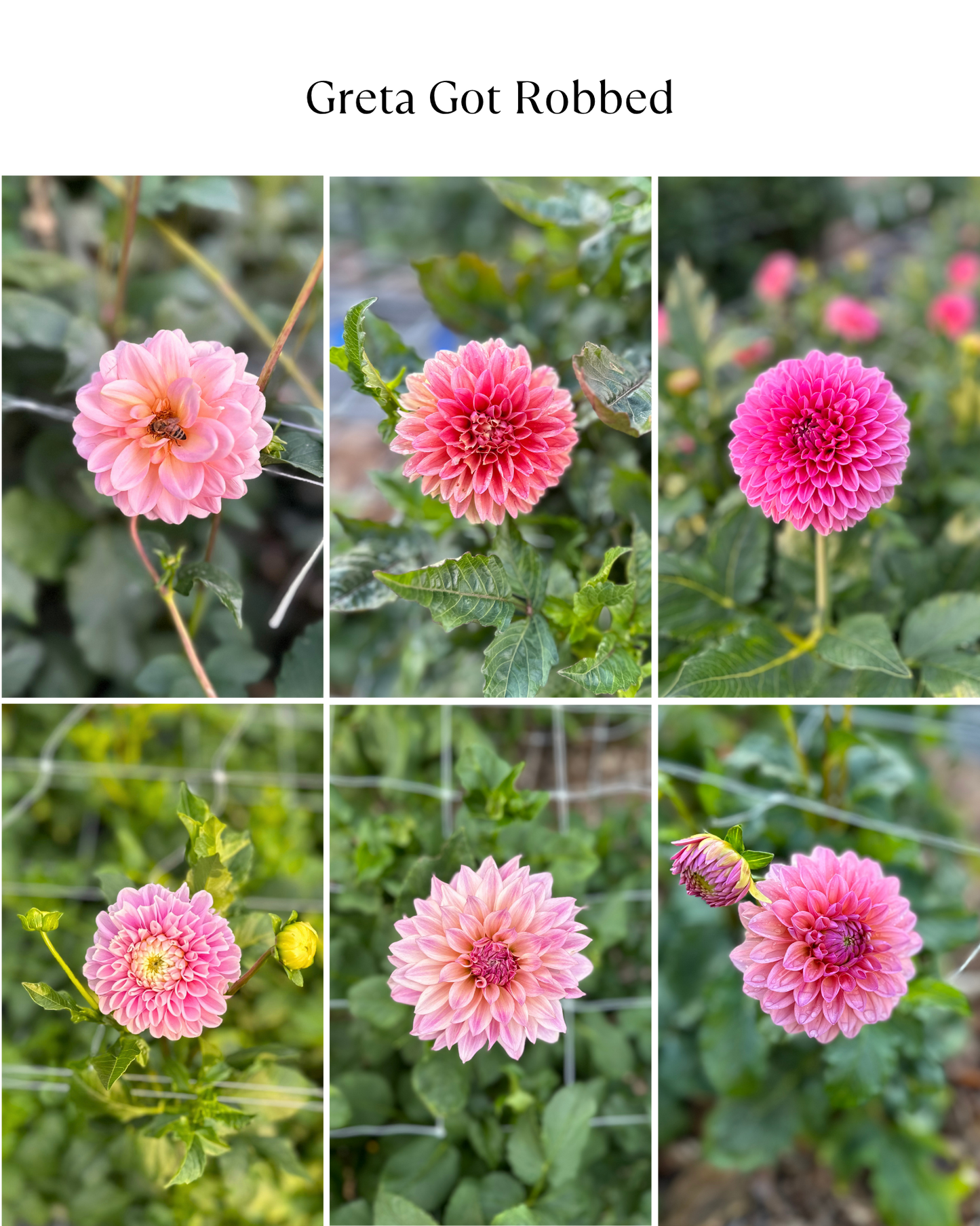 Dahlia Bucket: Greta Got Robbed (50 Stems)
