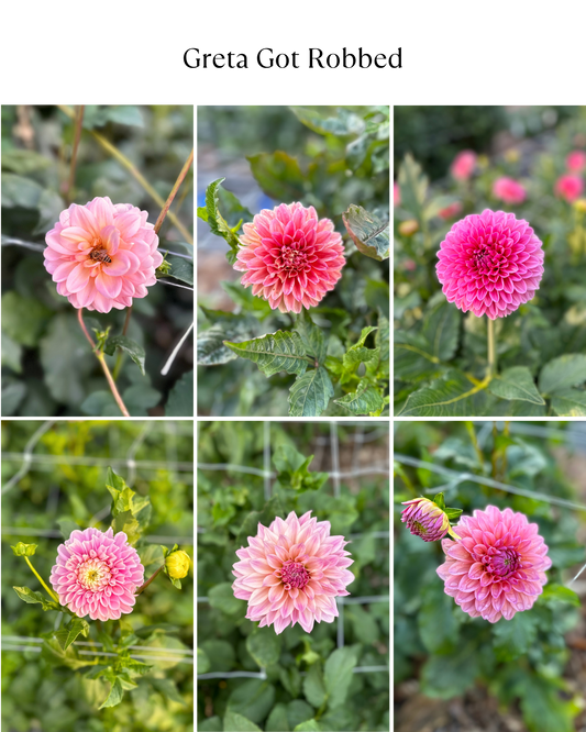 Dahlia Bucket: Greta Got Robbed (50 Stems)