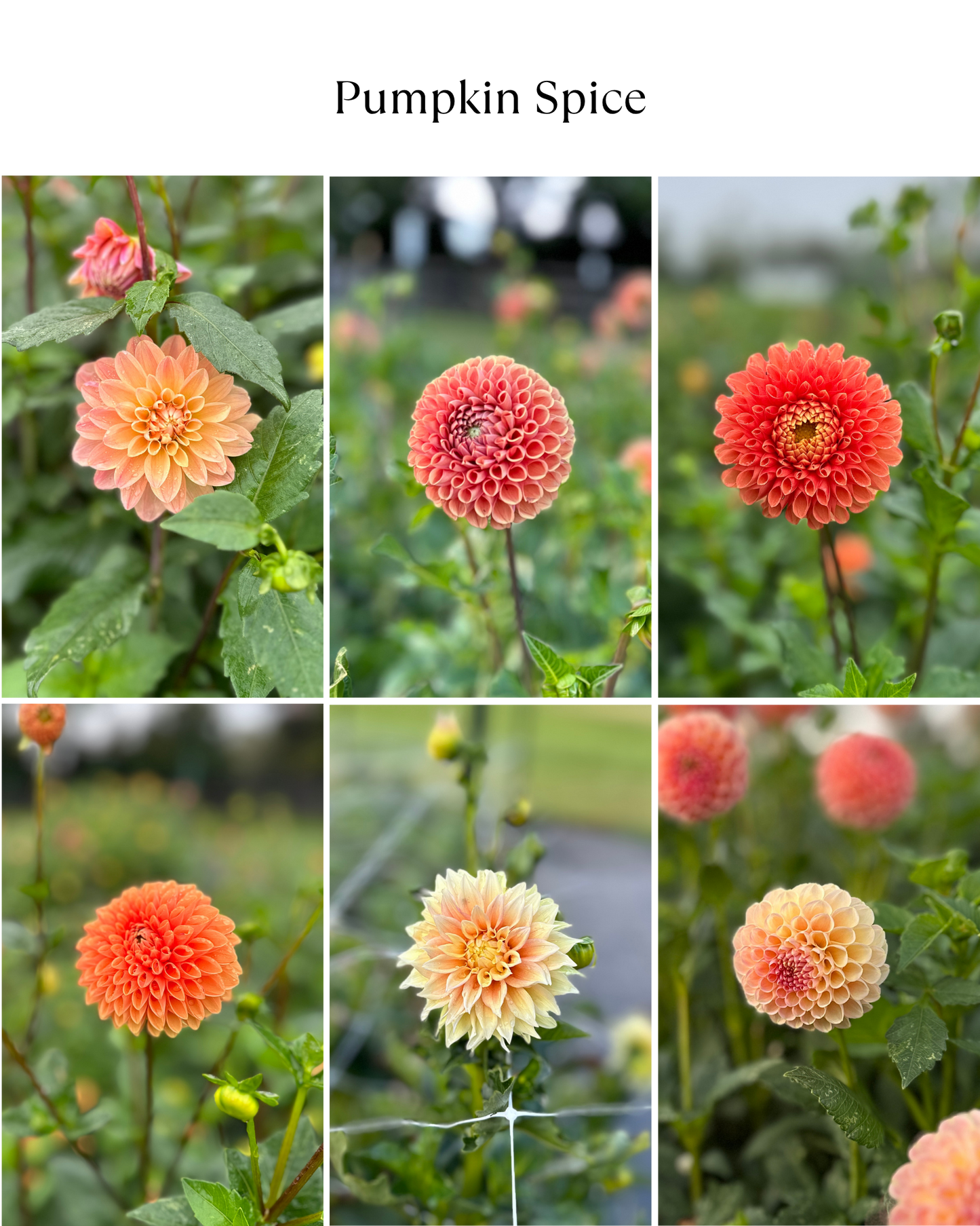 Dahlia Bucket: Pumpkin Spice (50 Stems)