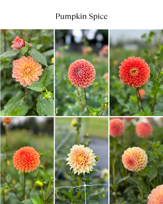 Dahlia Bucket: Pumpkin Spice (50 Stems)