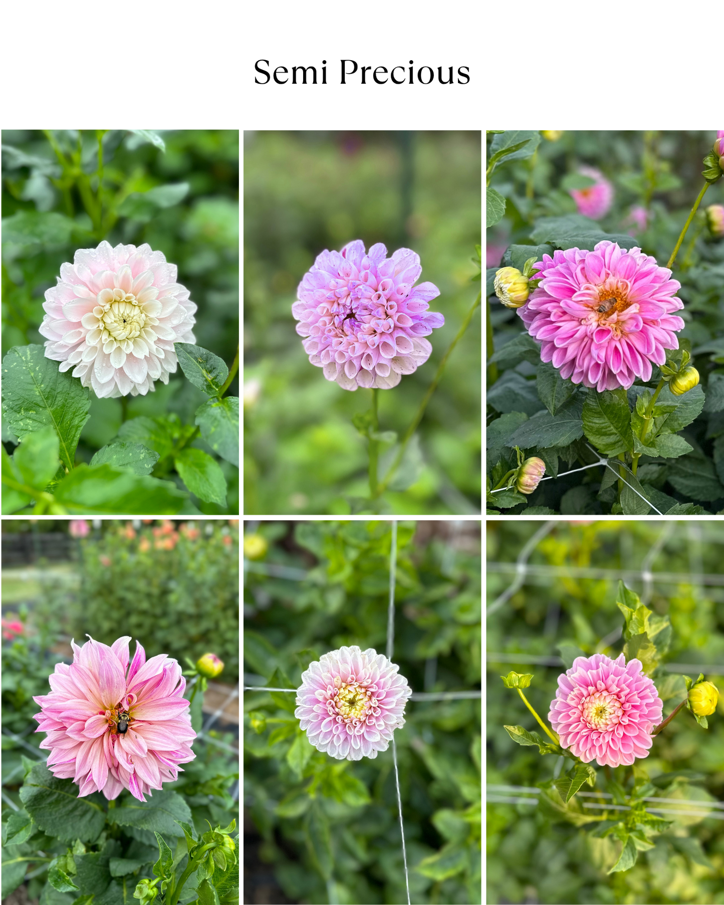 Dahlia Bucket: Semi Precious (50 Stems)
