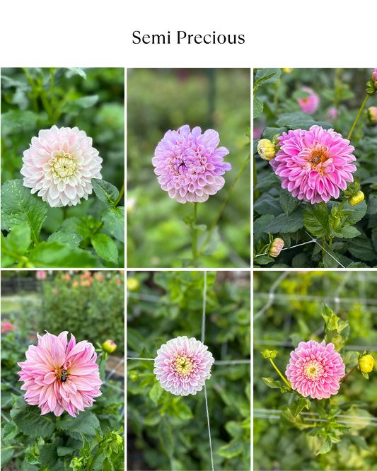 Dahlia Bucket: Semi Precious (50 Stems)