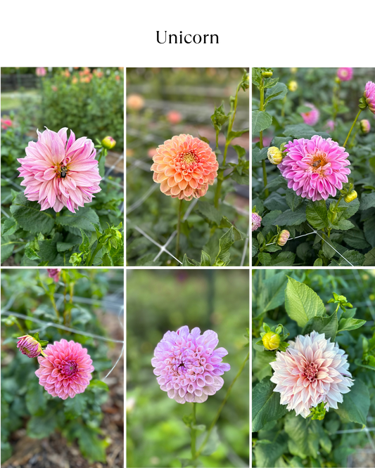 Dahlia Bucket: Unicorn (50 Stems)