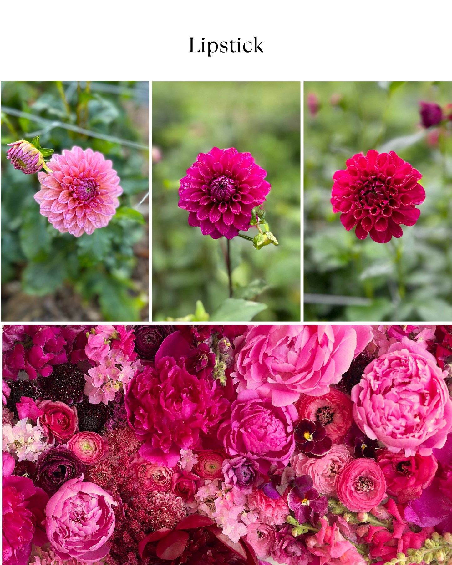 Bucket: Mixed Dahlias (50 Stems)