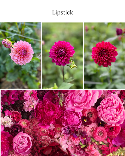 Bucket: Mixed Dahlias (50 Stems)