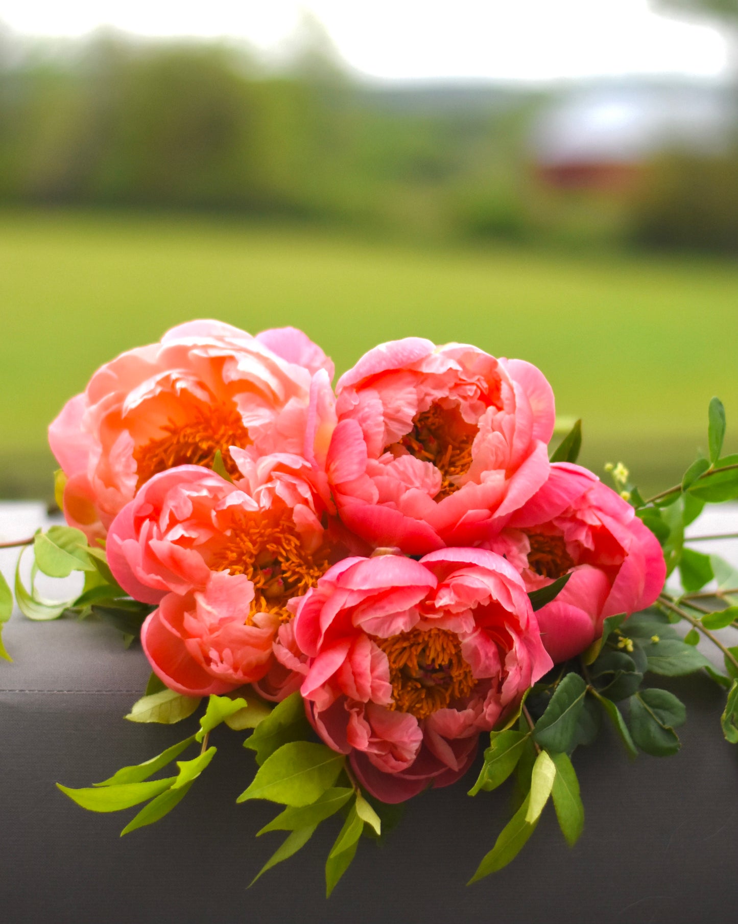 Peony Subscription (3 Weeks)