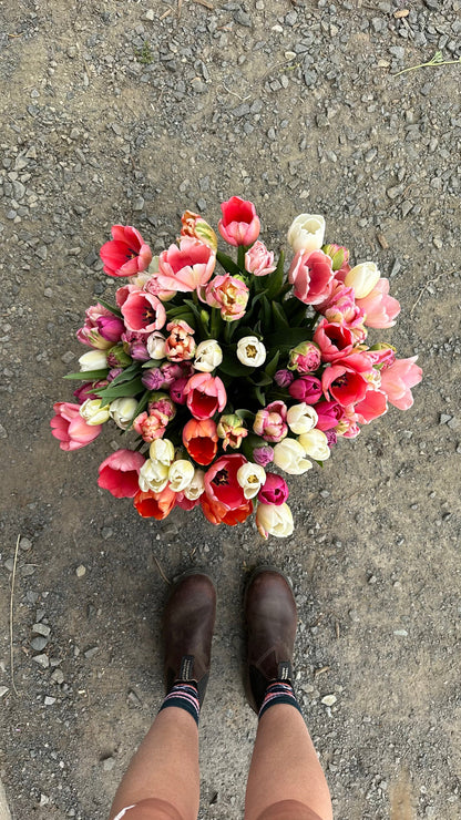 Tulip Bucket (50 Stems)