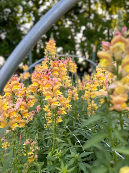 A Handheld Bouquet Workshop - Saturday, June 21st, 10AM