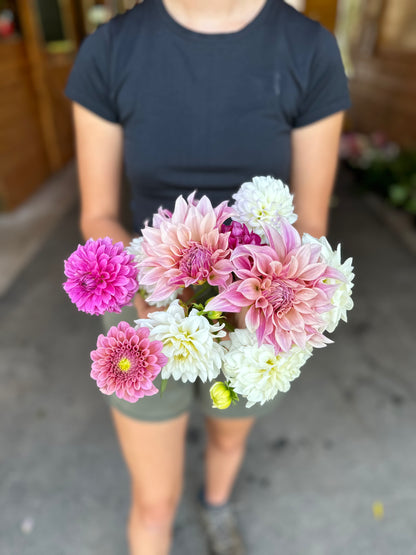 Dahlia Daze You-Pick: Saturday, September 13th, 1PM - 4PM