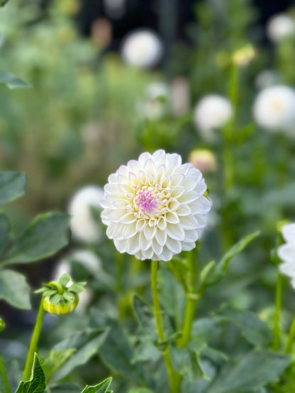 Dahlia Daze You-Pick: Saturday, September 13th, 1PM - 4PM
