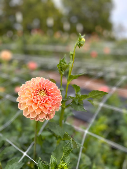 Dahlia Daze You-Pick: Saturday, September 13th, 1PM - 4PM