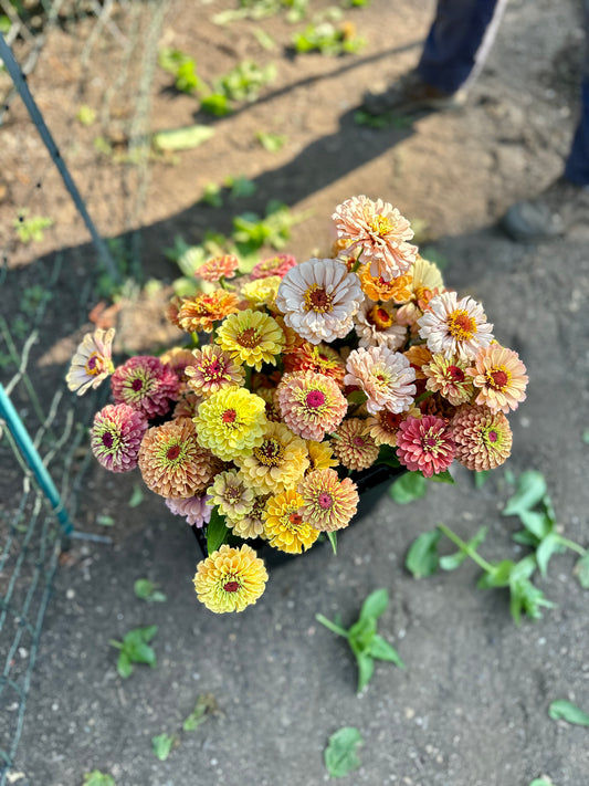 Bucket: Zinnias (50 Stems)