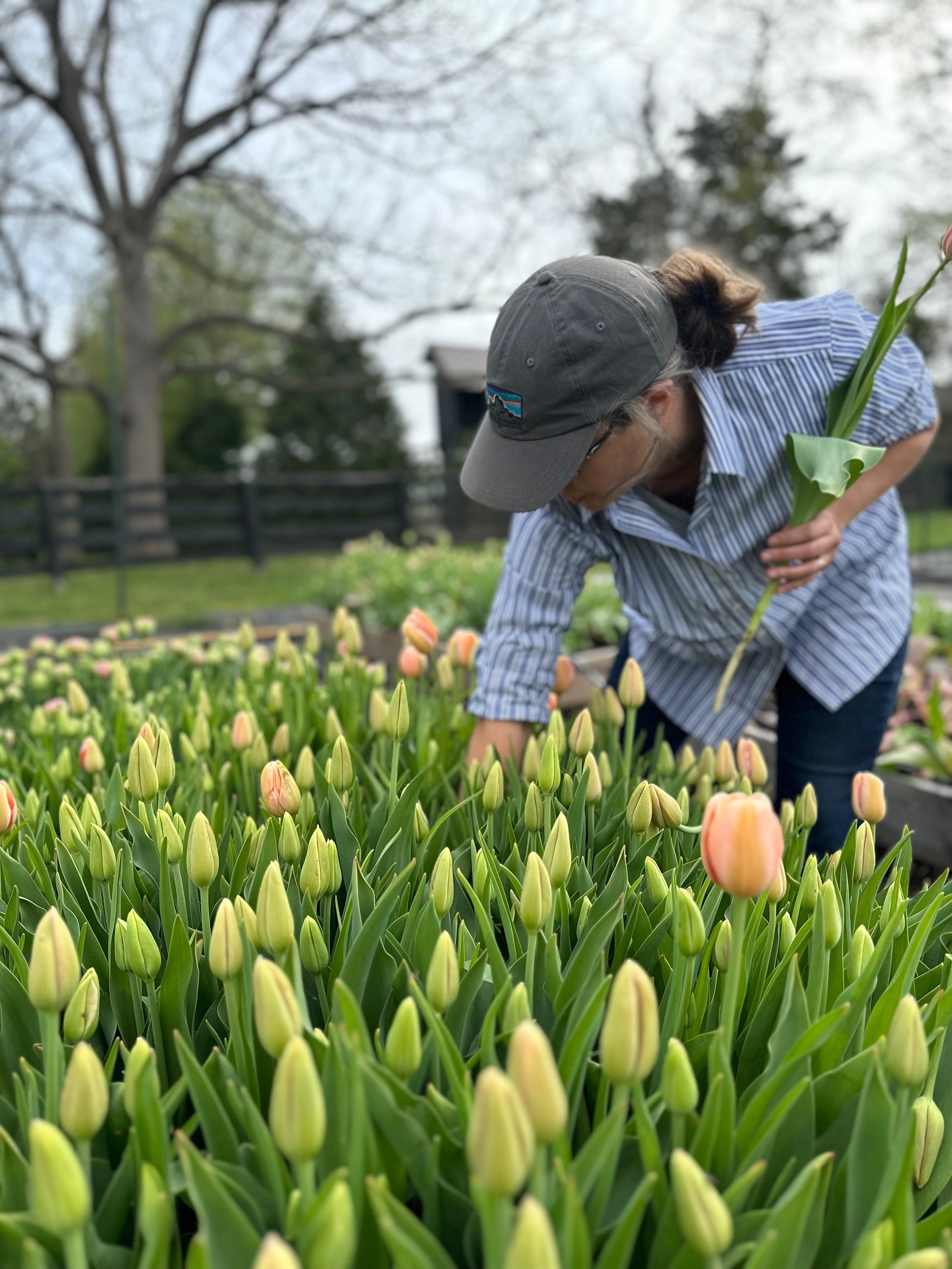Harvesting tulips fresh from the fields for Loudoun County subscriptions